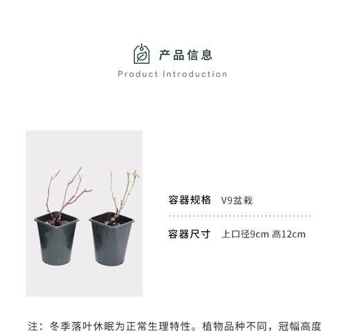 塔莎花卉的配土要求高吗？原因是什么？