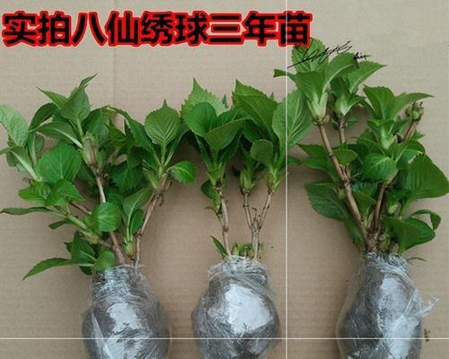 塔莎花卉的配土要求高吗？原因是什么？