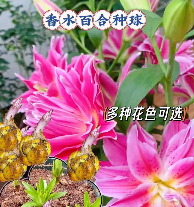 水培香水百合球的正确养护方法是什么？有哪些常见问题？