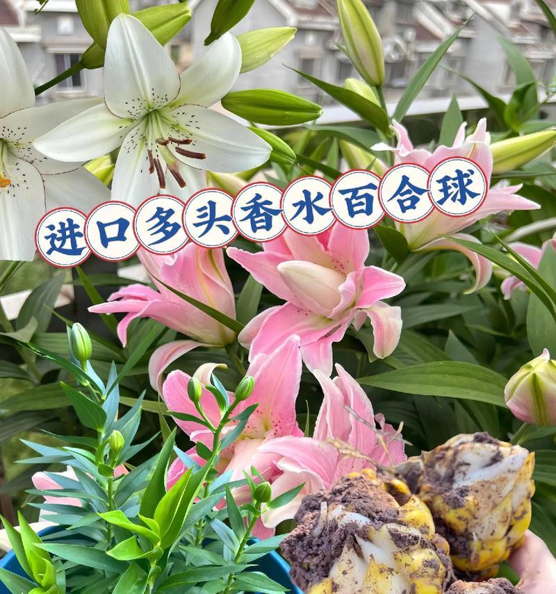 水培香水百合球的正确养护方法是什么？有哪些常见问题？