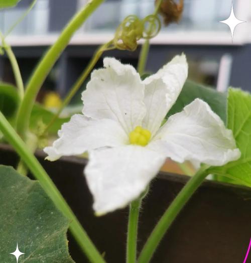 葫芦花的寓意是什么？