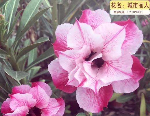 哪些花卉品种移栽后容易存活？养护要点是什么？