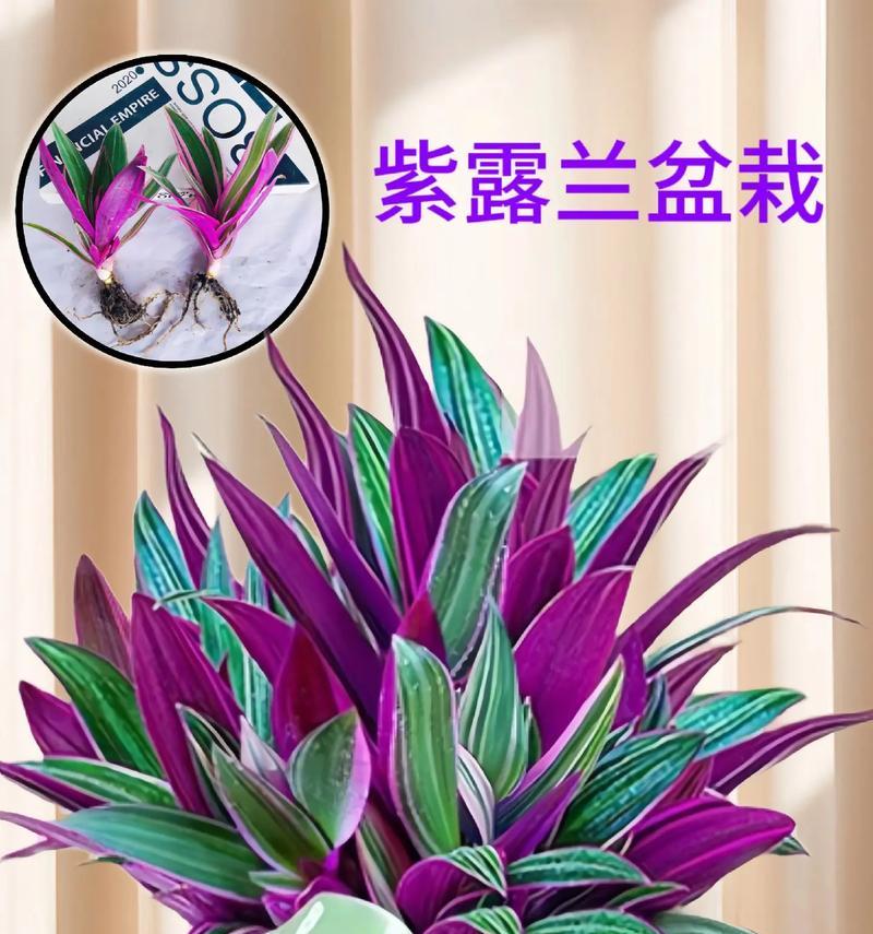 哪些花卉品种移栽后容易存活？养护要点是什么？