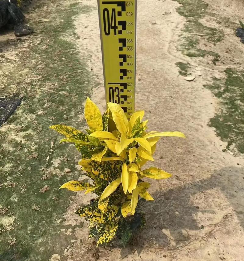 观叶又观花的木本花卉是什么？如何选择观叶观花植物？