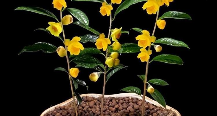 黄色花芯寓意什么？黄色花芯的花语有哪些？