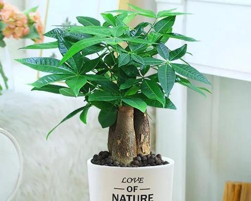 家庭植物布局风水有何讲究？如何摆放才能带来好运？