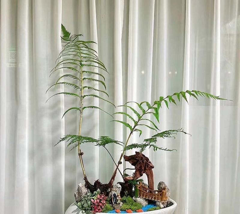 家庭植物布局风水有何讲究？如何摆放才能带来好运？