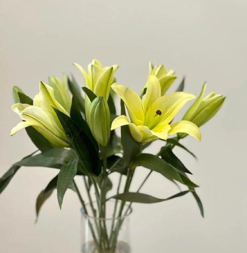 百合花寓意着什么？百合花在不同文化中的象征意义是什么？