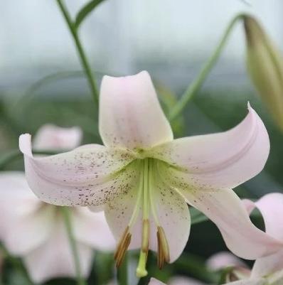 百合花寓意着什么？百合花在不同文化中的象征意义是什么？