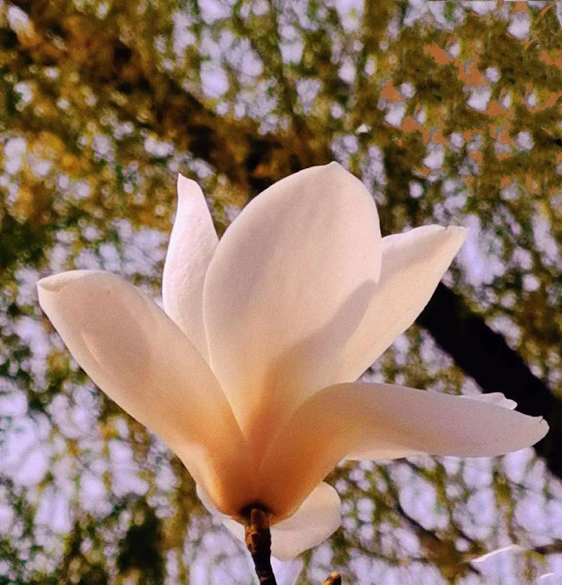 哪种花的花语代表放手？它有何特别含义？