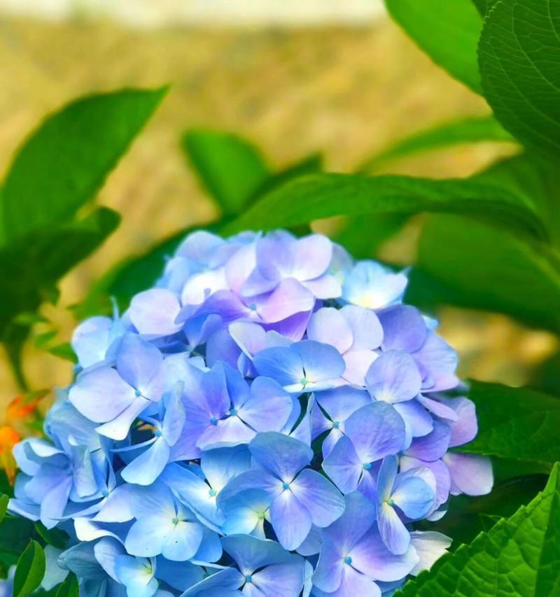 哪种花的花语代表放手？它有何特别含义？