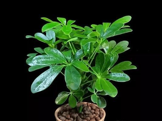 属牛的幸运植物是什么？如何根据生肖选择植物？