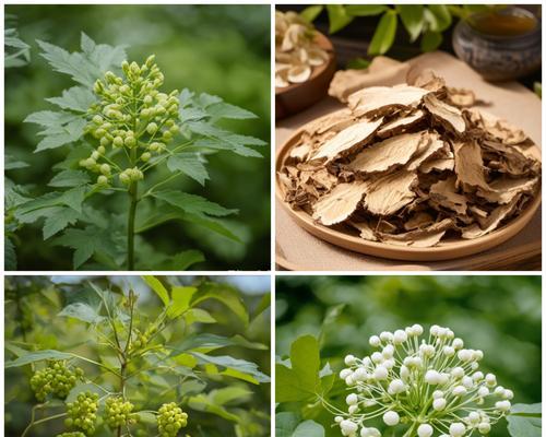 针状植物中药有哪些？针状植物在中药中的应用是什么？