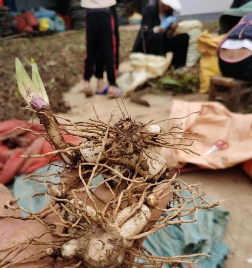 针状植物中药有哪些？针状植物在中药中的应用是什么？