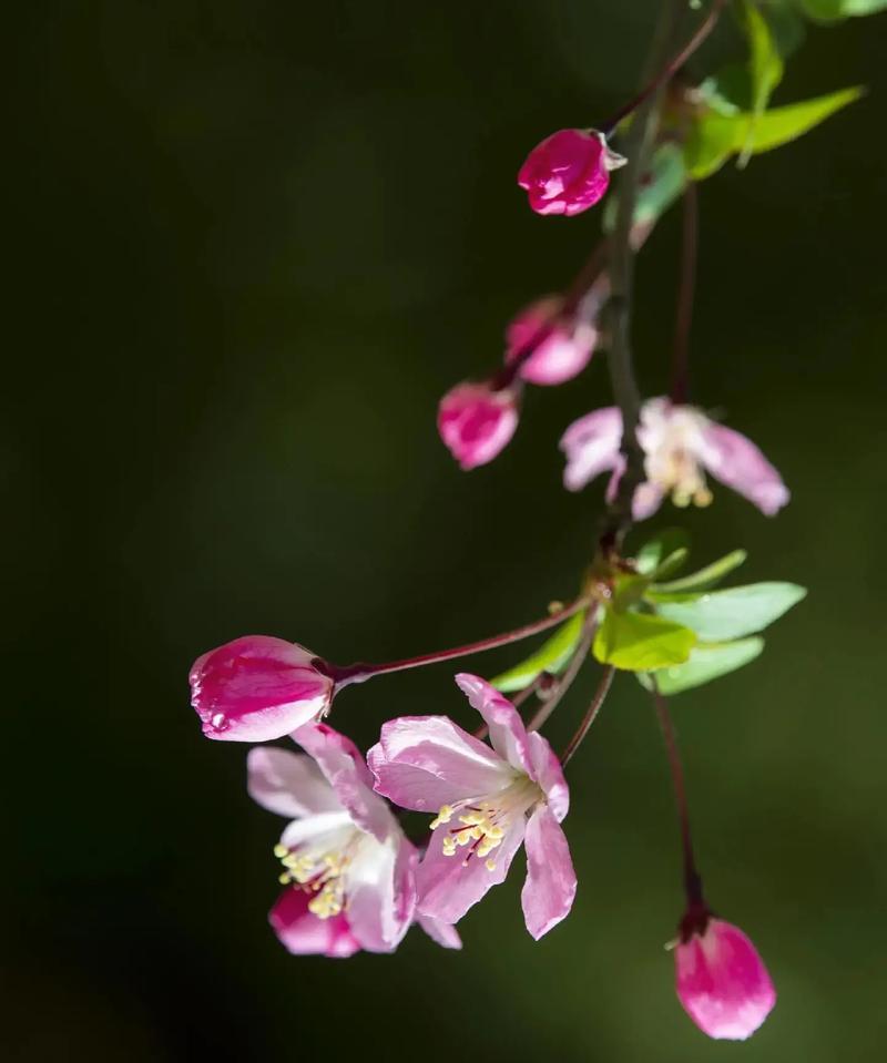 海棠花的花语是什么？它在花卉语言中表达什么？