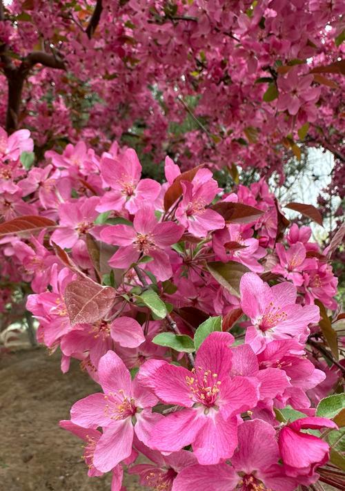 海棠花的花语是什么？它在花卉语言中表达什么？