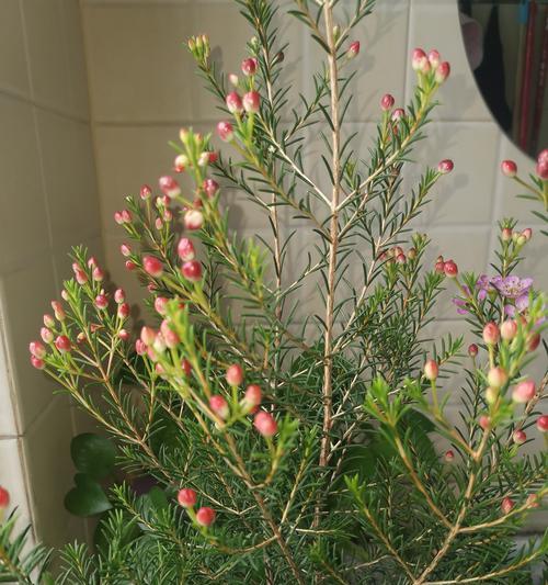 操控植物的能力有哪些？它们在自然界中的作用是什么？