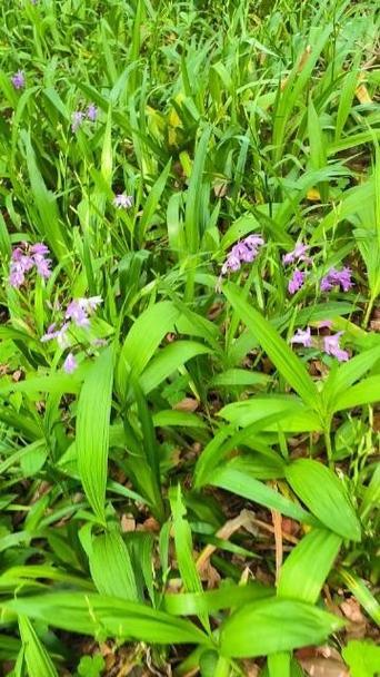 炎夏种植哪些植物最为适宜？