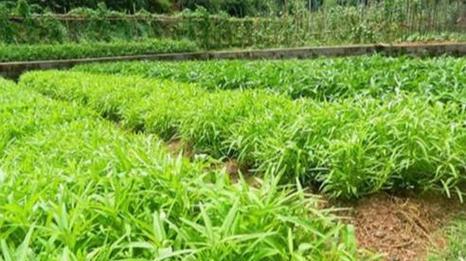 炎夏种植哪些植物最为适宜？