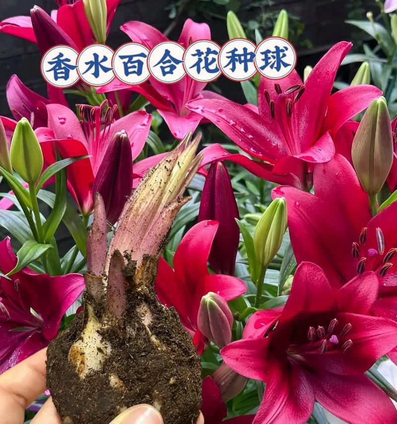 百合香味的萃取有何特别含义？