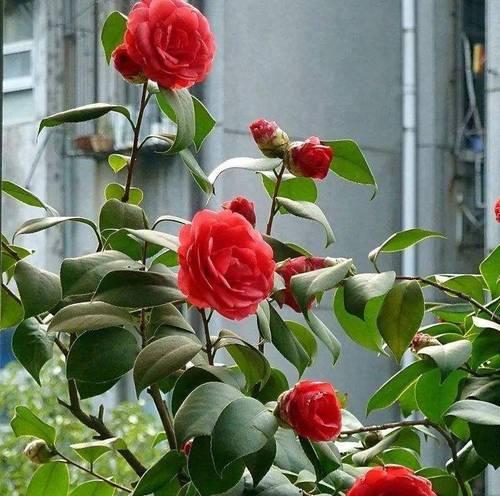 哪些花卉在冬天容易冻死？