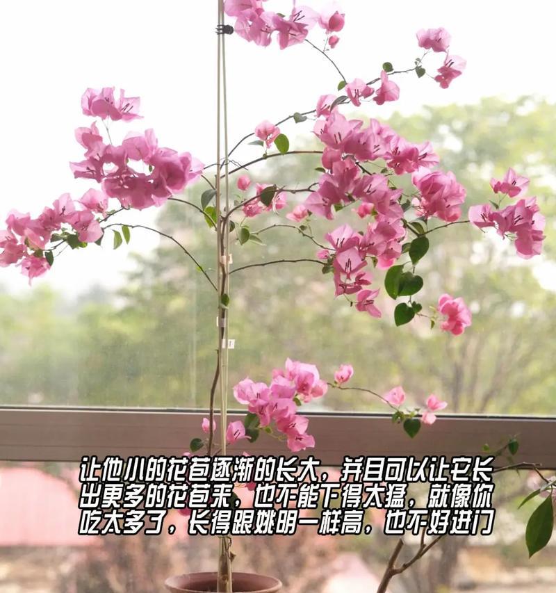 花卉养护管理应包括哪些方面？如何做好日常养护？