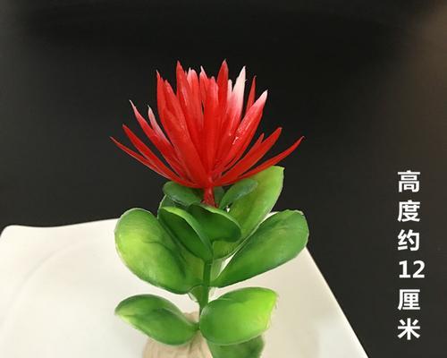 盘饰专用花卉是什么？它们在装饰中的作用是什么？