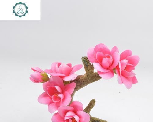 盘饰专用花卉是什么？它们在装饰中的作用是什么？