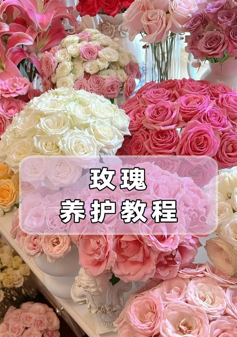 一束玫瑰与一支玫瑰有何不同含义？送花时应注意什么？