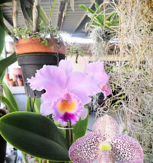 印尼有哪些独特的花卉品种？这些花卉品种的特点是什么？