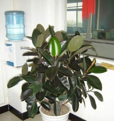 宾利车队中常见的植物有哪些？这些植物有何特殊意义？