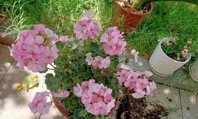 花卉冬季施基肥需施什么肥料？冬季施肥的注意事项有哪些？