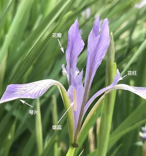 成捆花卉是否需要通风？通风对花卉有什么好处？