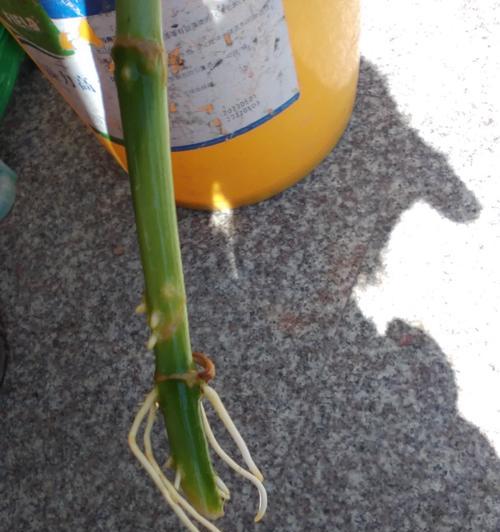 用酒瓶砸百合花的行为有何含义？