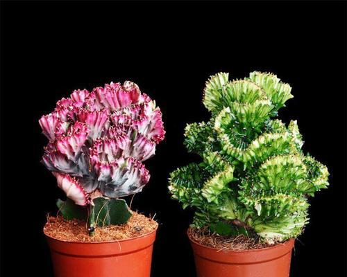 10种形似麒麟的花卉有哪些？它们的特点和种植方法是什么？