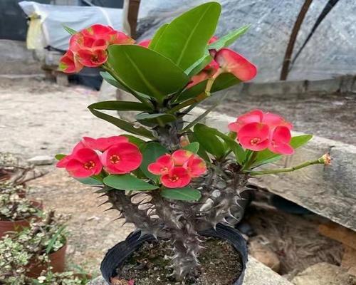 10种形似麒麟的花卉有哪些？它们的特点和种植方法是什么？