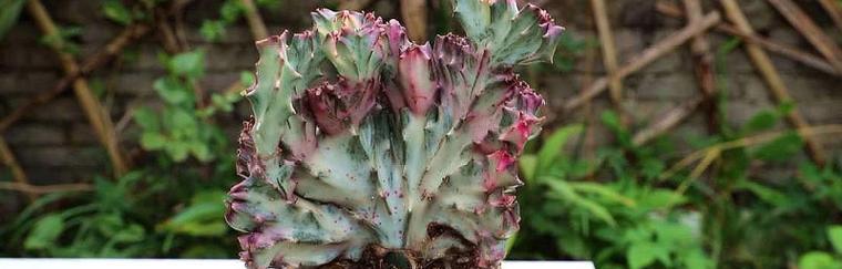 10种形似麒麟的花卉有哪些？它们的特点和种植方法是什么？
