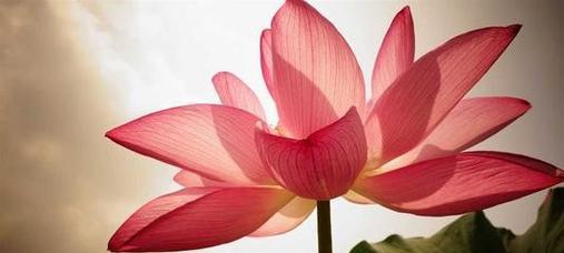 松花菜的花语和寓意是什么？
