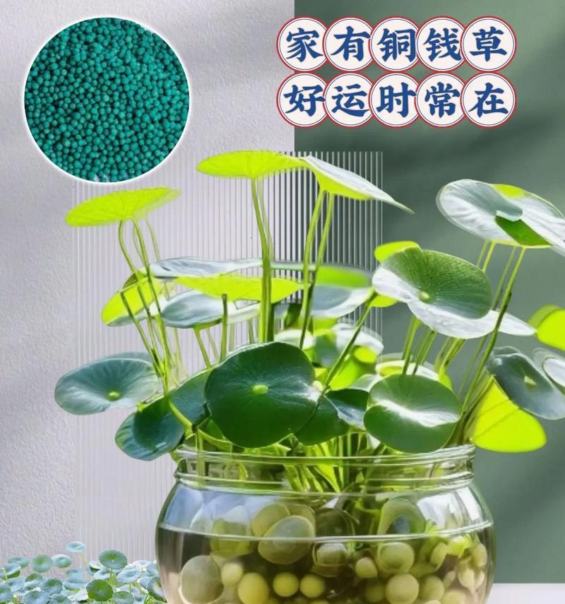 盆景绿植花卉有哪些受欢迎的品种？如何选择适合的盆景花卉品种？