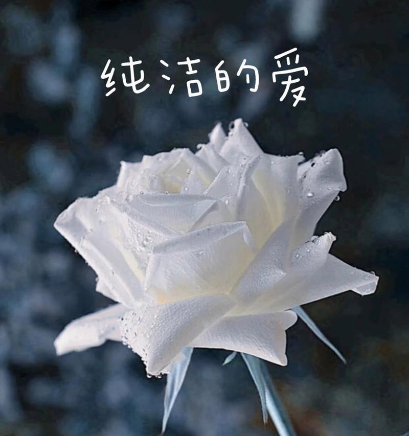 十一支白玫瑰的花语是什么？