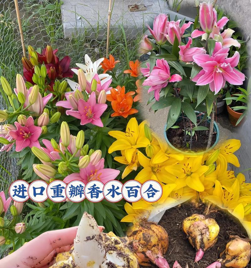百合花种植需要什么样的环境？