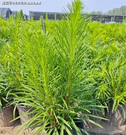 冬天哪些植物依然能够生长？它们的养护方法是什么？