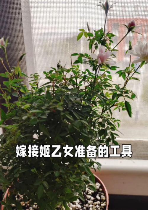 架接花卉需要哪些专用工具？这些工具的使用方法是什么？