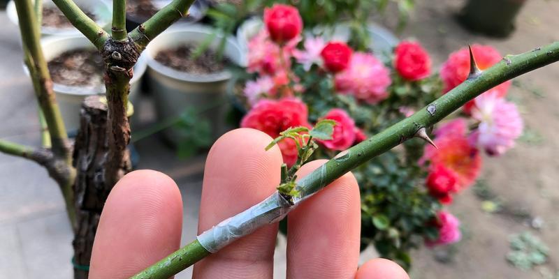 架接花卉需要哪些专用工具？这些工具的使用方法是什么？