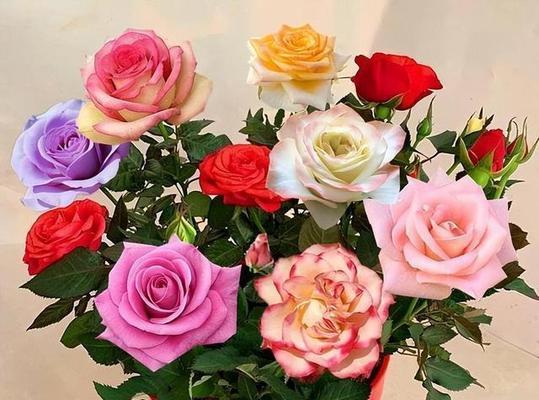 为什么说不是牡丹而是玫瑰花？玫瑰花的真正含义是什么？