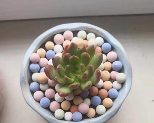 陶土粒球在盆栽中的种植方法是什么？它们对植物生长有何影响？