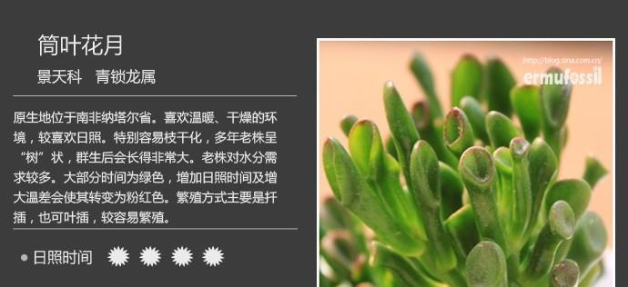 “浓郁”一词通常指哪种植物？它有什么特征？