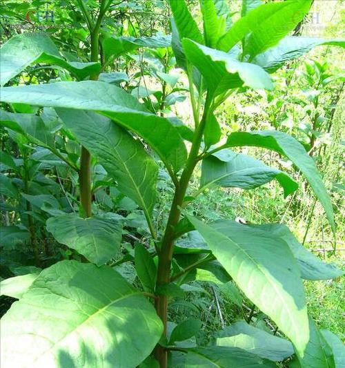 “浓郁”一词通常指哪种植物？它有什么特征？