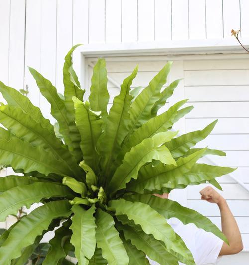 蕨类植物能养多久不死？如何保持蕨类植物的长期存活？