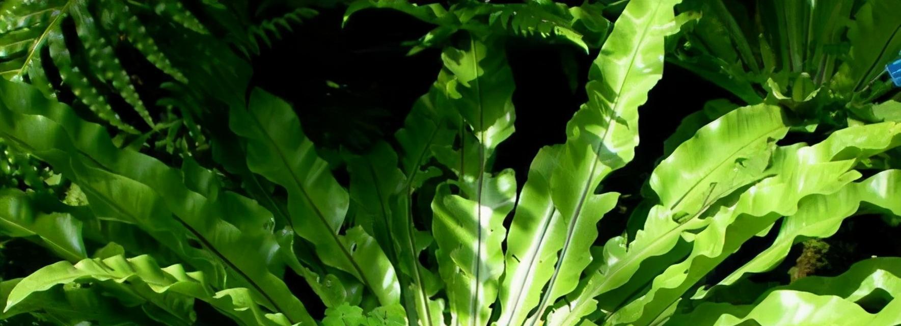 蕨类植物能养多久不死？如何保持蕨类植物的长期存活？